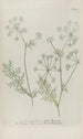 Phytanthoza iconographia Pl044 - Johann Wilhelm Weinmann — artwork view