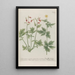 Phytanthoza iconographia Pl045 - Johann Wilhelm Weinmann — framed artwork on a wall