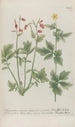 Phytanthoza iconographia Pl045 - Johann Wilhelm Weinmann — artwork view