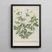 Phytanthoza iconographia Pl046 - Johann Wilhelm Weinmann — framed artwork on a wall