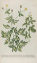 Phytanthoza iconographia Pl046 - Johann Wilhelm Weinmann — artwork view