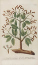 Phytanthoza iconographia Pl047 - Johann Wilhelm Weinmann — artwork view