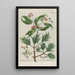Phytanthoza iconographia Pl048 - Johann Wilhelm Weinmann — framed artwork on a wall