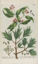 Phytanthoza iconographia Pl048 - Johann Wilhelm Weinmann — artwork view