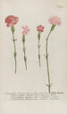 Phytanthoza iconographia Pl049 - Johann Wilhelm Weinmann — artwork view