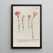 Phytanthoza iconographia Pl049 - Johann Wilhelm Weinmann — framed artwork on a wall