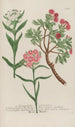 Phytanthoza iconographia Pl050 - Johann Wilhelm Weinmann — artwork view
