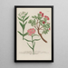 Phytanthoza iconographia Pl050 - Johann Wilhelm Weinmann — framed artwork on a wall