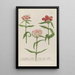 Phytanthoza iconographia Pl051 - Johann Wilhelm Weinmann — framed artwork on a wall