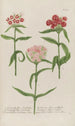 Phytanthoza iconographia Pl051 - Johann Wilhelm Weinmann — artwork view