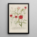 Phytanthoza iconographia Pl052 - Johann Wilhelm Weinmann — framed artwork on a wall