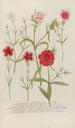 Phytanthoza iconographia Pl052 - Johann Wilhelm Weinmann — artwork view