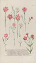 Phytanthoza iconographia Pl053 - Johann Wilhelm Weinmann — artwork view