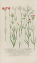 Phytanthoza iconographia Pl054 - Johann Wilhelm Weinmann — artwork view