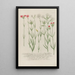 Phytanthoza iconographia Pl054 - Johann Wilhelm Weinmann — framed artwork on a wall