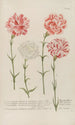 Phytanthoza iconographia Pl055 - Johann Wilhelm Weinmann — artwork view