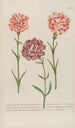 Phytanthoza iconographia Pl056 - Johann Wilhelm Weinmann — artwork view