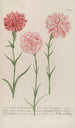 Phytanthoza iconographia Pl057 - Johann Wilhelm Weinmann — artwork view