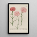 Phytanthoza iconographia Pl057 - Johann Wilhelm Weinmann — framed artwork on a wall