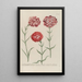 Phytanthoza iconographia Pl058 - Johann Wilhelm Weinmann — framed artwork on a wall