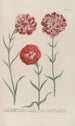 Phytanthoza iconographia Pl058 - Johann Wilhelm Weinmann — artwork view