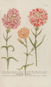 Phytanthoza iconographia Pl059 - Johann Wilhelm Weinmann — artwork view