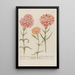 Phytanthoza iconographia Pl059 - Johann Wilhelm Weinmann — framed artwork on a wall