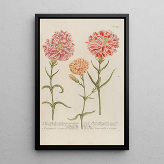 Johann Wilhelm Weinmann - Phytanthoza iconographia Pl059.webp