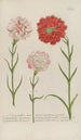 Phytanthoza iconographia Pl060 - Johann Wilhelm Weinmann — artwork view