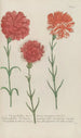 Phytanthoza iconographia Pl061 - Johann Wilhelm Weinmann — artwork view