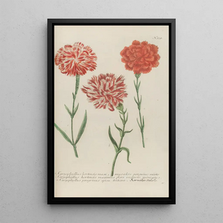 Johann Wilhelm Weinmann - Phytanthoza iconographia Pl062.webp