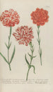 Phytanthoza iconographia Pl062 - Johann Wilhelm Weinmann — artwork view