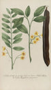 Phytanthoza iconographia Pl063 - Johann Wilhelm Weinmann — artwork view