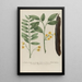 Phytanthoza iconographia Pl063 - Johann Wilhelm Weinmann — framed artwork on a wall