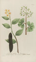 Phytanthoza iconographia Pl064 - Johann Wilhelm Weinmann — artwork view