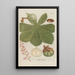 Phytanthoza iconographia Pl065 - Johann Wilhelm Weinmann — framed artwork on a wall