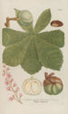 Phytanthoza iconographia Pl065 - Johann Wilhelm Weinmann — artwork view