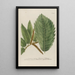 Phytanthoza iconographia Pl066 - Johann Wilhelm Weinmann — framed artwork on a wall