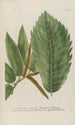 Phytanthoza iconographia Pl066 - Johann Wilhelm Weinmann — artwork view
