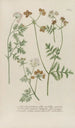 Phytanthoza iconographia Pl067 - Johann Wilhelm Weinmann — artwork view