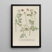 Phytanthoza iconographia Pl067 - Johann Wilhelm Weinmann — framed artwork on a wall