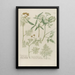 Phytanthoza iconographia Pl068 - Johann Wilhelm Weinmann — framed artwork on a wall