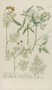 Phytanthoza iconographia Pl068 - Johann Wilhelm Weinmann — artwork view