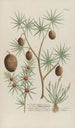 Phytanthoza iconographia Pl069 - Johann Wilhelm Weinmann — artwork view
