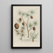Phytanthoza iconographia Pl069 - Johann Wilhelm Weinmann — framed artwork on a wall