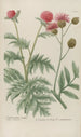 Phytanthoza iconographia Pl070 - Johann Wilhelm Weinmann — artwork view