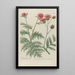Phytanthoza iconographia Pl070 - Johann Wilhelm Weinmann — framed artwork on a wall