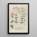 Phytanthoza iconographia Pl071 - Johann Wilhelm Weinmann — framed artwork on a wall