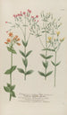 Phytanthoza iconographia Pl071 - Johann Wilhelm Weinmann — artwork view