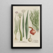 Phytanthoza iconographia Pl072 - Johann Wilhelm Weinmann — framed artwork on a wall